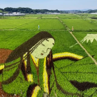 たんぼアート菊川